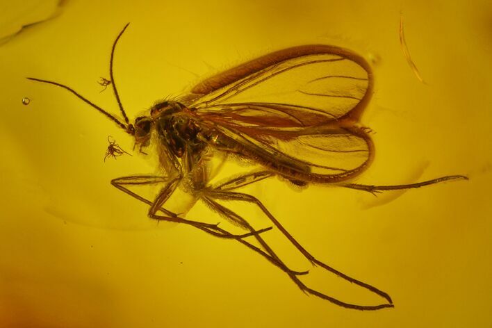 Detailed Fossil Fungus Gnat (Sciaridae) In Baltic Amber #166242